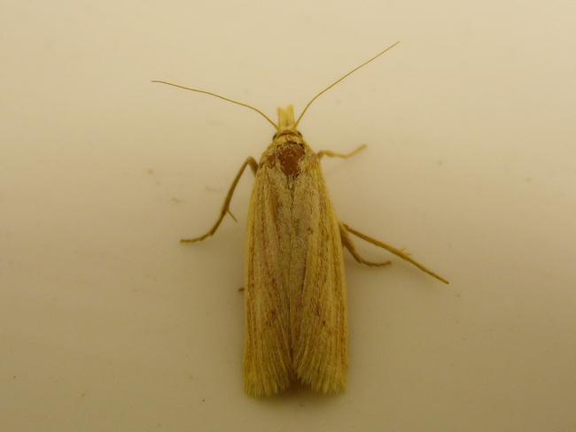 Falena da ID